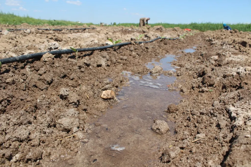 Li Kobanê çandina sebzeyan dest pê kir