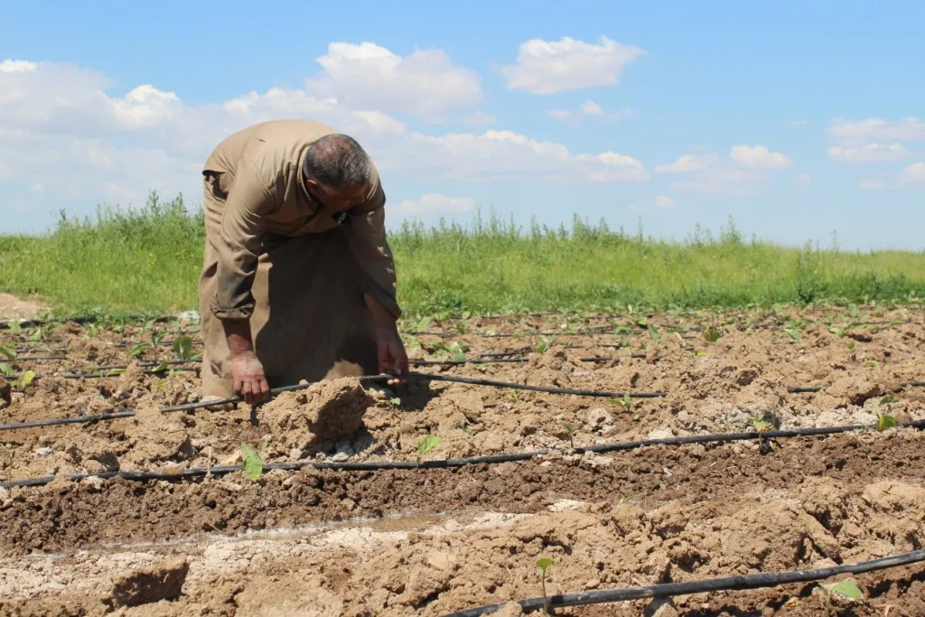 Li Kobanê çandina sebzeyan dest pê kir