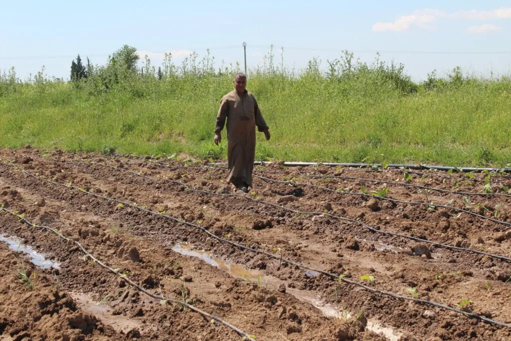 Li Kobanê çandina sebzeyan dest pê kir