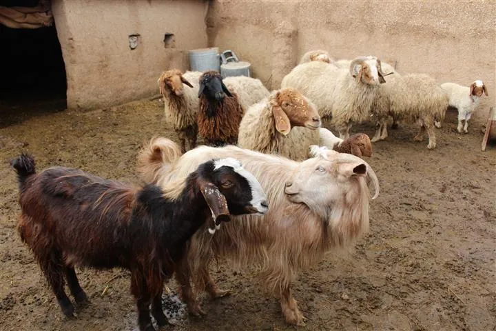 Bi karên xwe rêgeza xwetêrkirinê pêk tînin