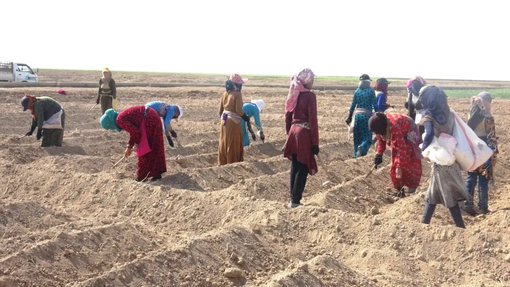 Sedemên kêmbûna çandina pembo li Eyn Îsayê