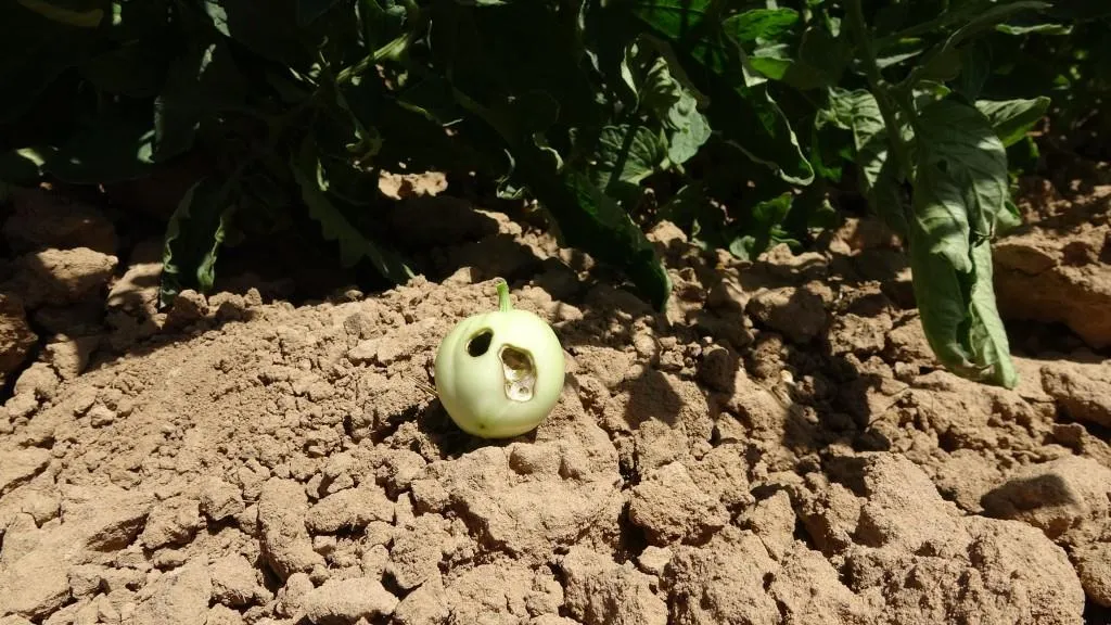 Çandiniya sebzeyan li Til Hemîsê geş dibe