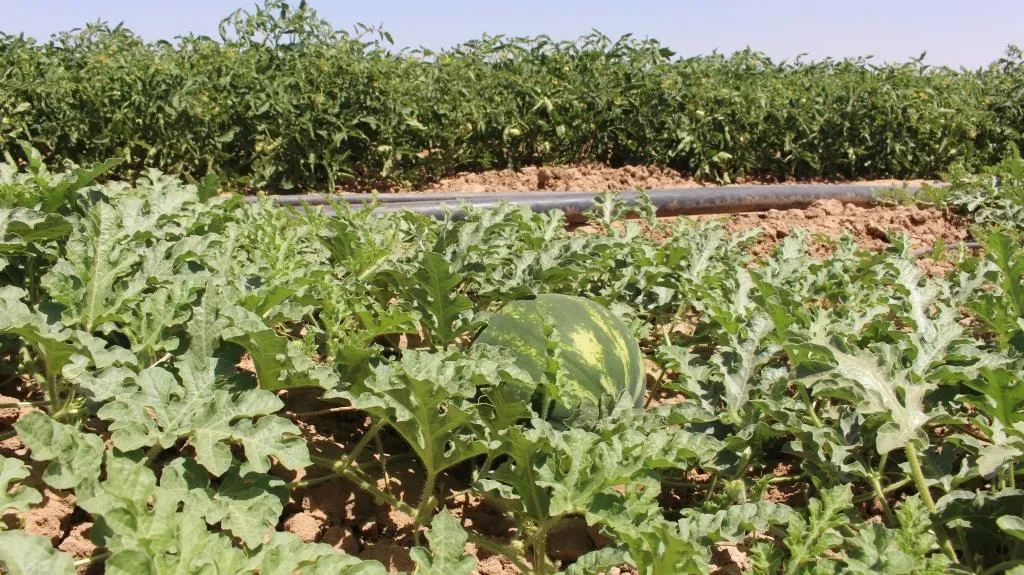 Çandiniya sebzeyan li Til Hemîsê geş dibe