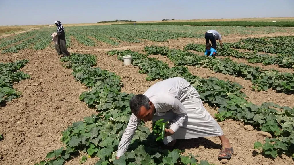 Çandiniya sebzeyan li Til Hemîsê geş dibe