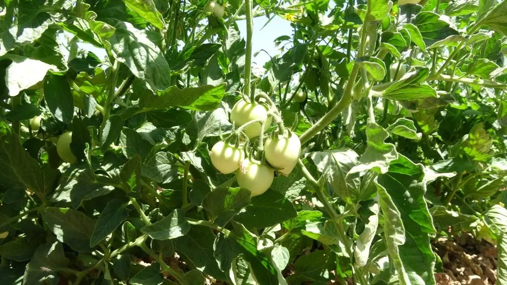 Çandiniya sebzeyan li Til Hemîsê geş dibe
