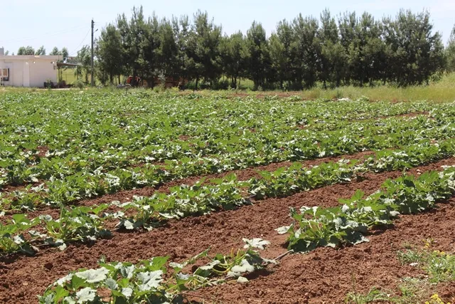 Cotkarên Tirbespiyê dest bi bevhevkirina sebzeyên havînê kir