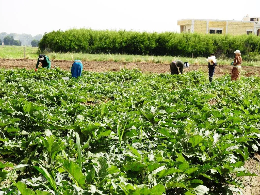 Hilberîna herêmî buhayê sebzeyan ji sedî 65 kêm kir