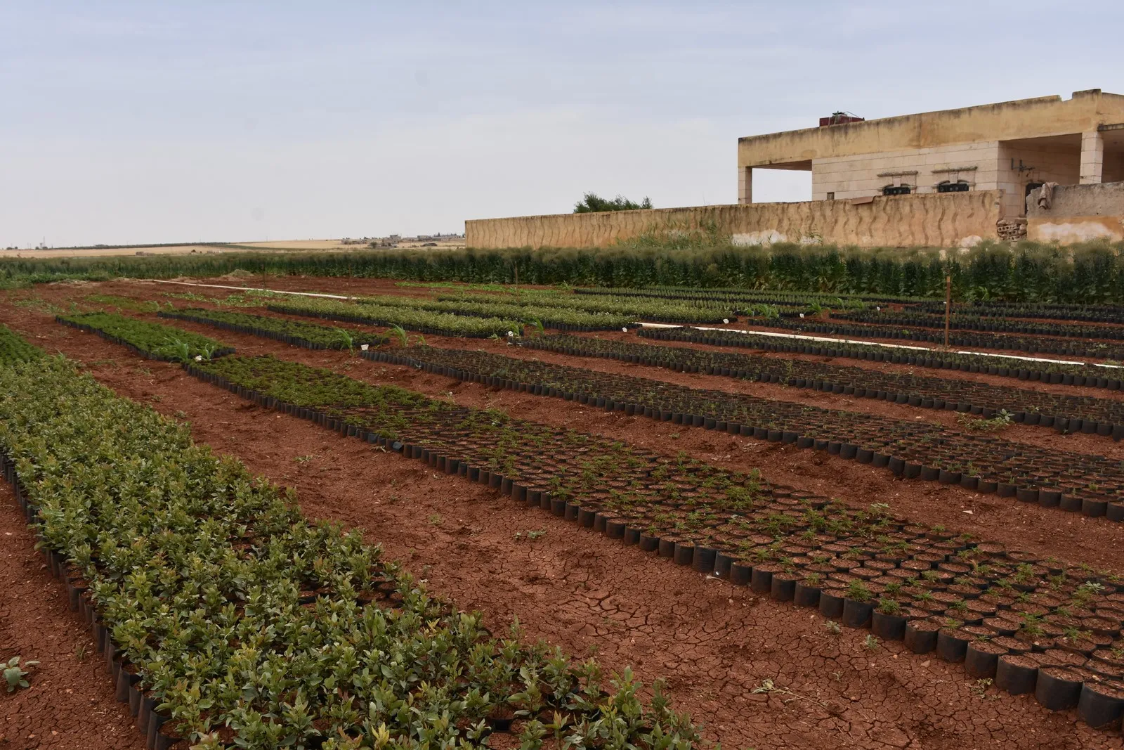 Efrînî xwezaya Şehbayê geş dikin