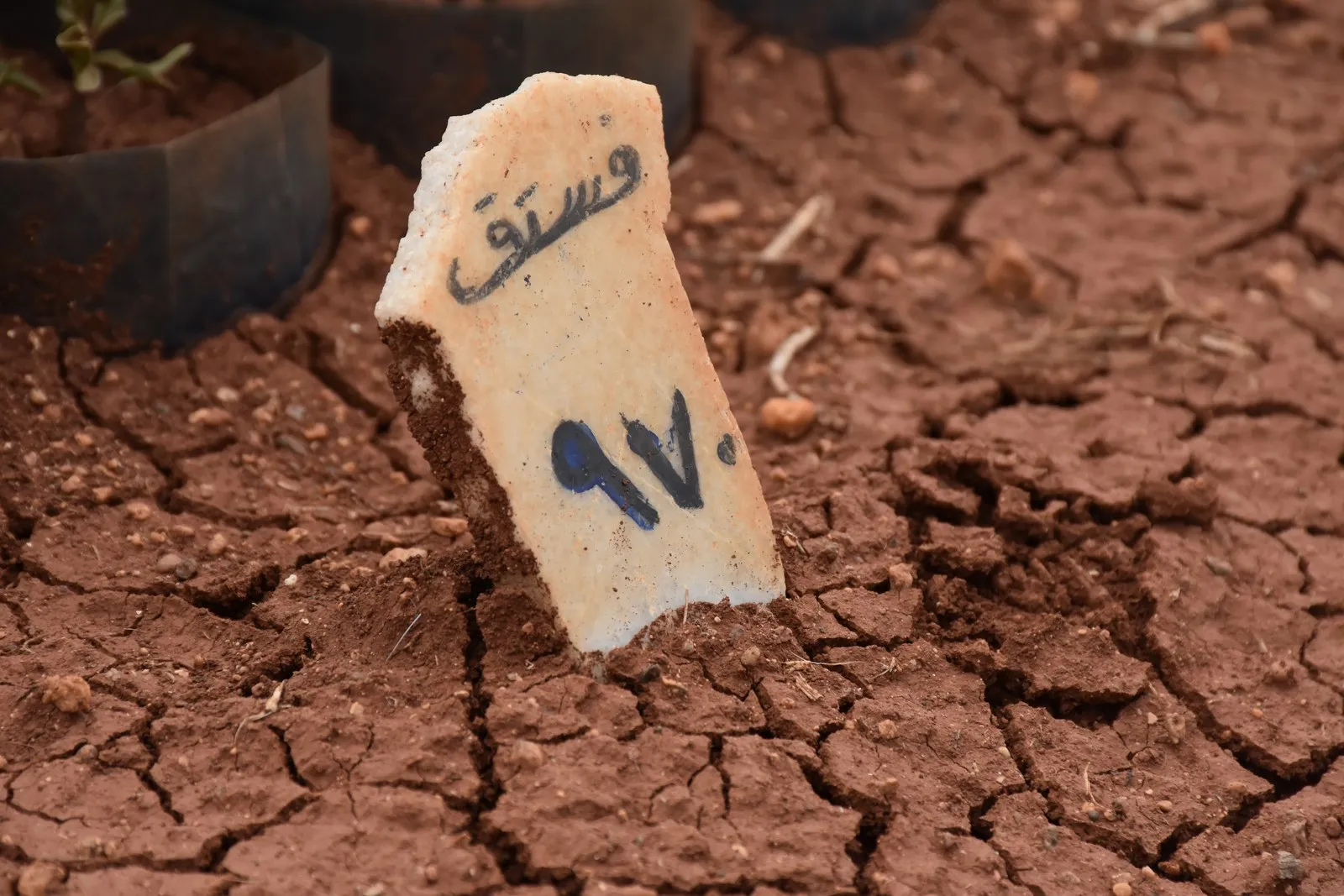 Efrînî xwezaya Şehbayê geş dikin