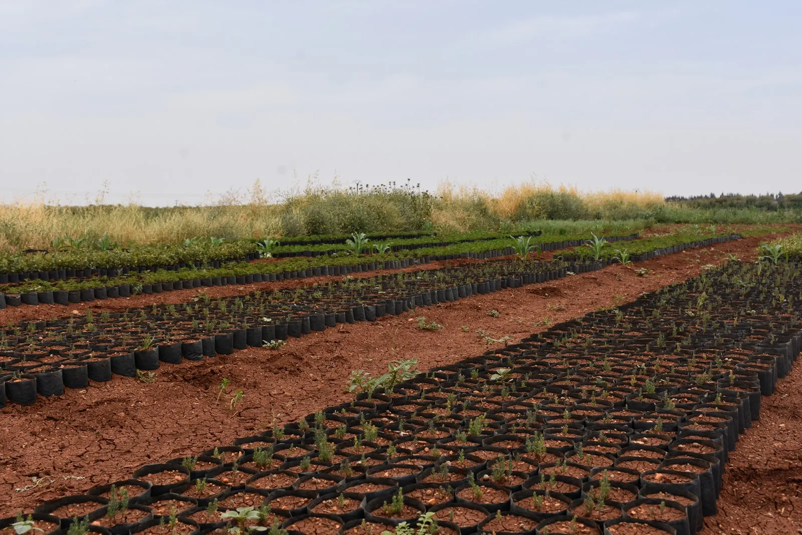 Efrînî xwezaya Şehbayê geş dikin