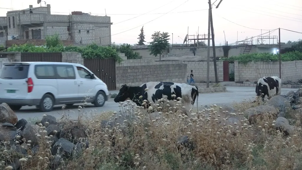 Şêniyên Dêrikê ji bo belavbûna pez li sûkê bi gazinc in