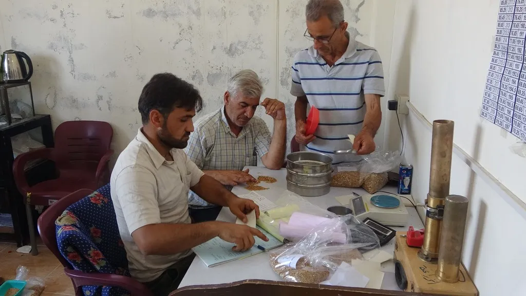 Li Dêrikê 35 hezar ton ji ceh û genim hatin wergirtin, navendên nû vebûn