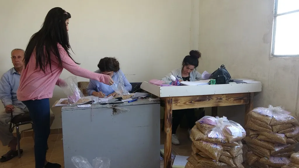 Li Dêrikê 35 hezar ton ji ceh û genim hatin wergirtin, navendên nû vebûn
