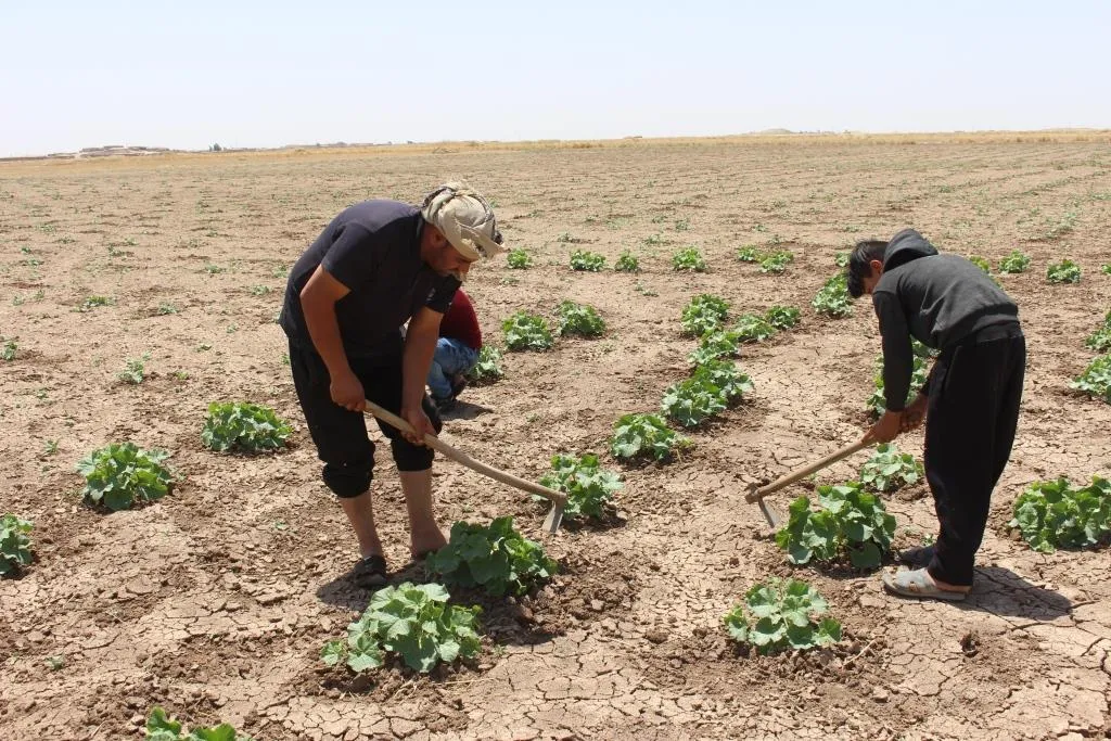 Cotkdarên Til Hemîsê dest bi çandina zebzeyên bejî kirin