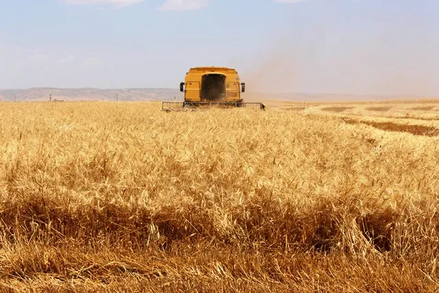 Li Tirbespiyê berhema genimê bejî baş e
