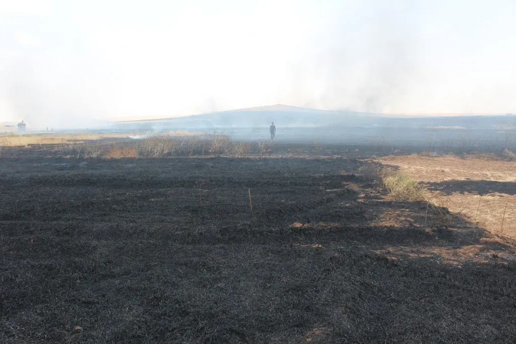 Li Kobanê zêdeyî 50 hektar zevî şewitî