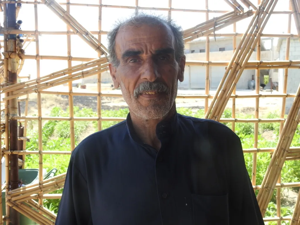 Qamiş ji nû ve şîn dibin