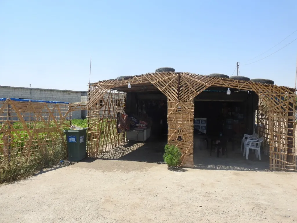 Qamiş ji nû ve şîn dibin