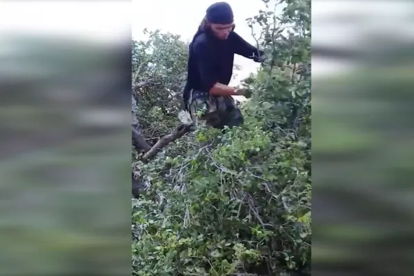 Çeteyên Tirkiyê 4 sivîlên din li Efrînê revandin