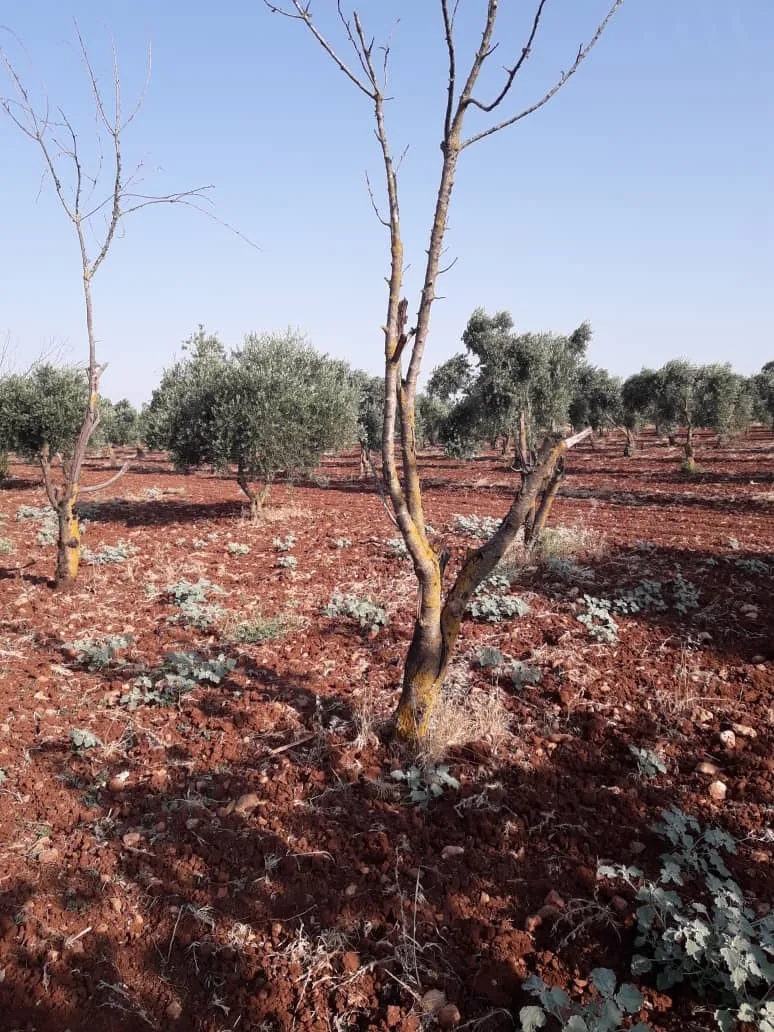 Li Efrînê kiryarên hovane yên dagirkeran didomin