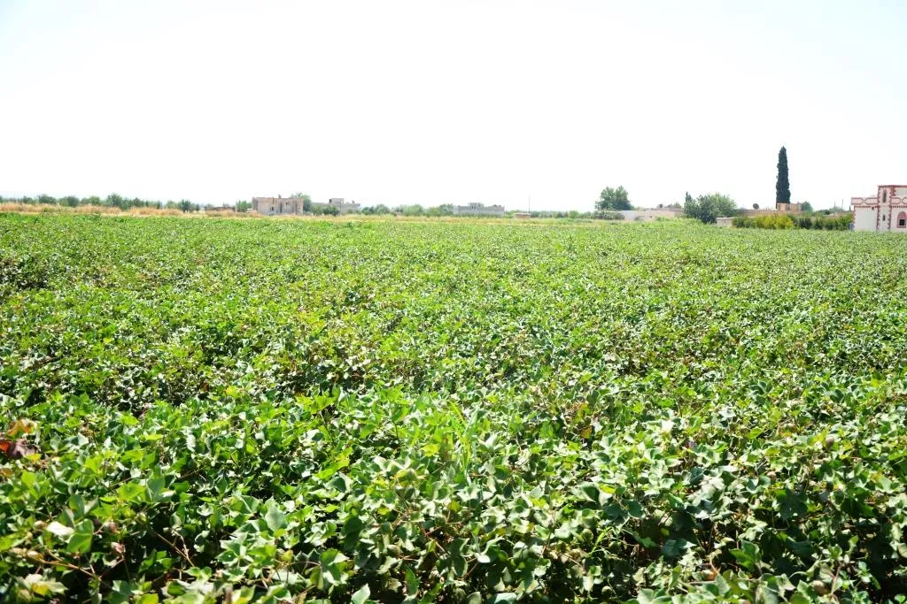 Li gundewarên Kobanê paşdeçûna çandiniyê û çareseriyên rêveberiyê