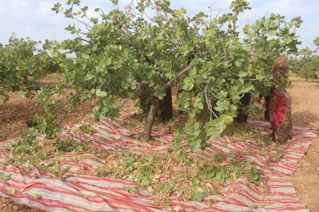 Li Kobanê û Minbicê dema berhevkirina fistiq helebiyan