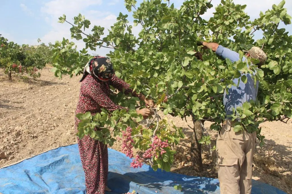 Li Kobanê û Minbicê dema berhevkirina fistiq helebiyan