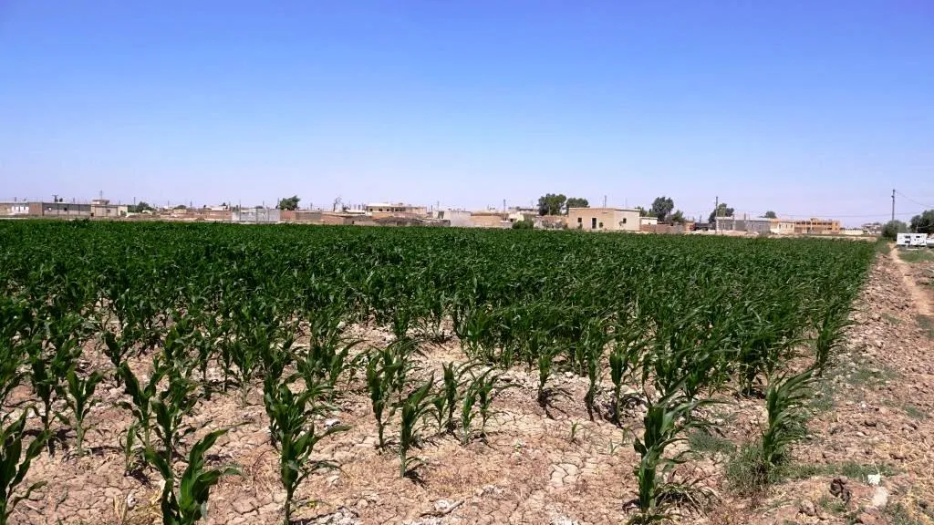 Cotkarên Reqayê bi mewsima havînê kêfxweş in
