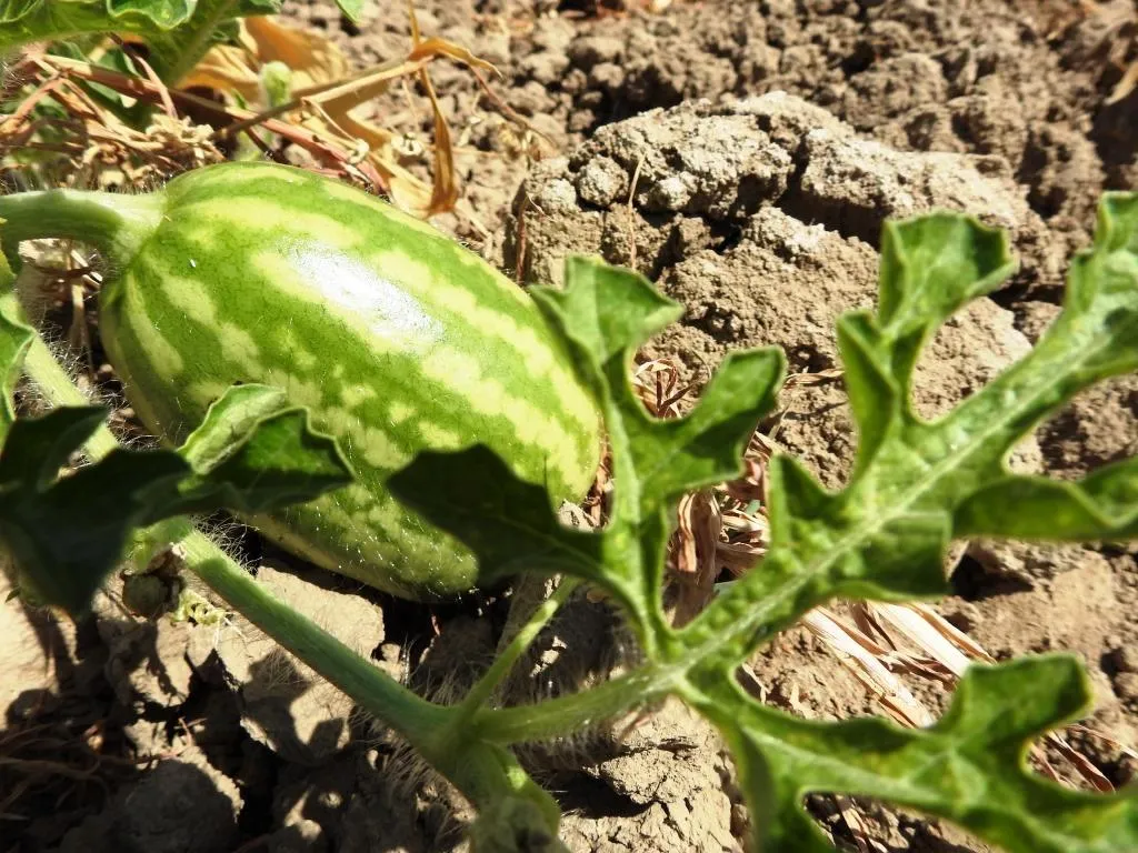 Cotkarên Reqayê bi mewsima havînê kêfxweş in