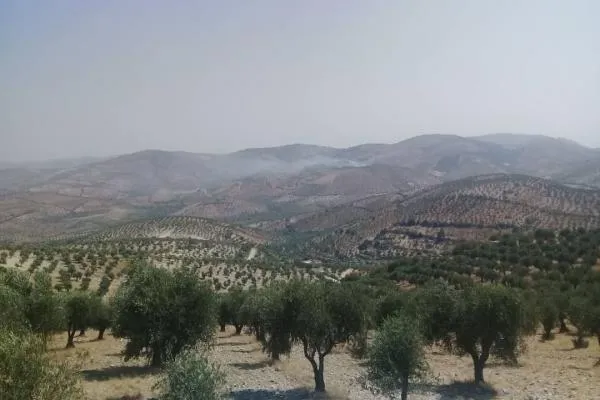 Çeteyên Tirkiyê li Efrînê 5 hezar darên zeytûnê birîn û şewitandin
