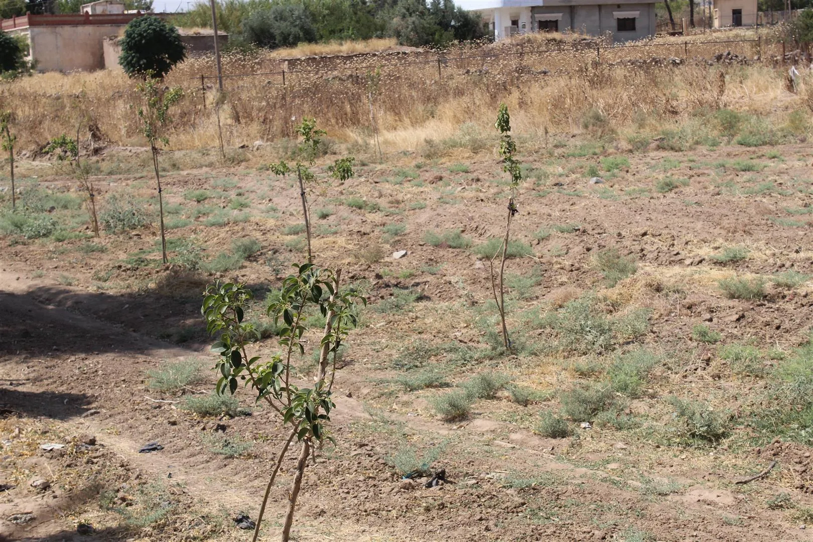 Şaredariya Mistefawiyê dest bi projeya sererastkirina rê û piran kir