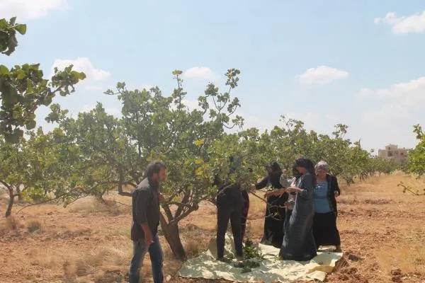 Cotkarên Şehbayê dest bi berhevkirina fisteqan kir