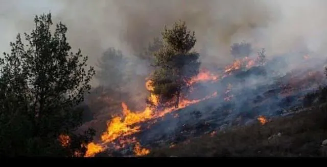 Artêşa Tirk şewitandina darên Efrînê didomîne