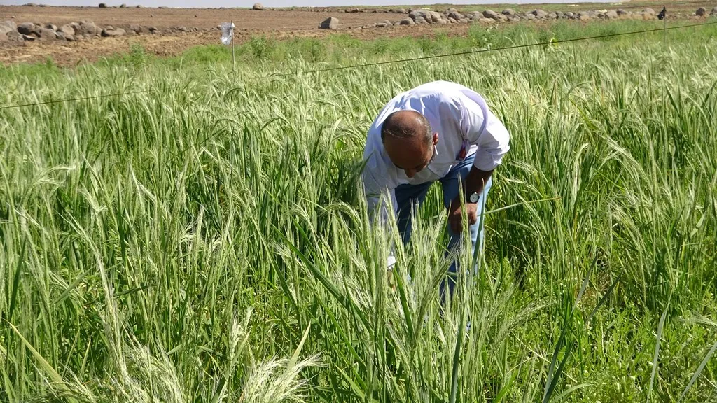 Cara yekem û ji 50’î salî ve ye şêniyên Dêrikê birinc(riz) diçînin