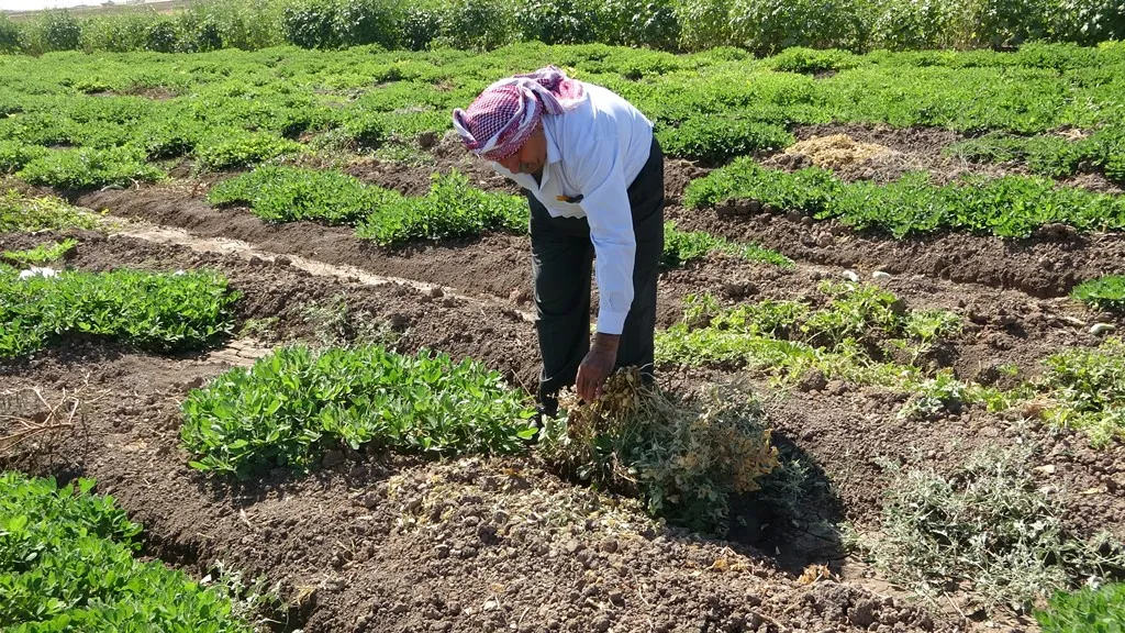 Li herêma Dêrikê ceribandina çandina fistiqan
