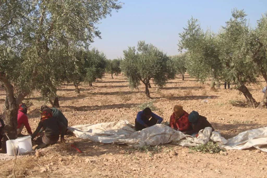 Cotkarên Kobanê ji ber gefên dagirkeriyê nikarin zeytûnan berhev bikin