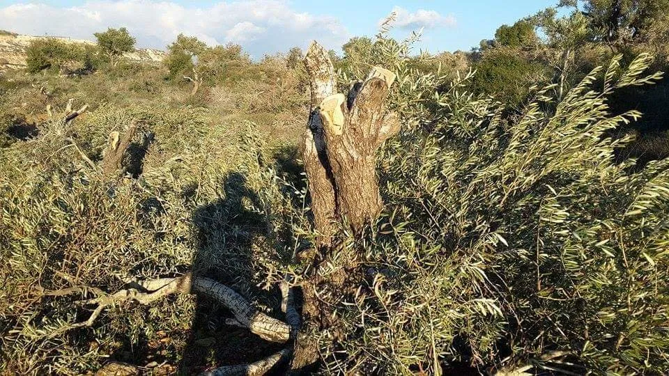 Çeteyên dewleta Tirk birîna daran û talankirina zeytûnan didomînin