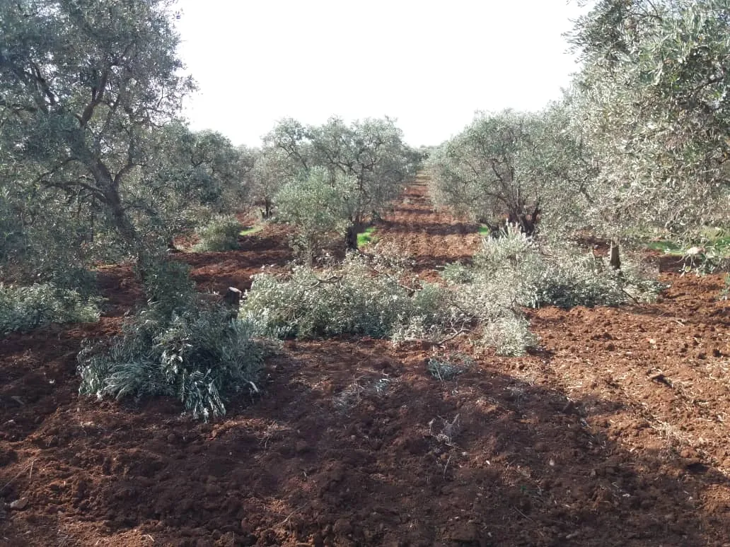Çeteyên Tirkiyê li Efrînê 100 darên zeytûnan birîn