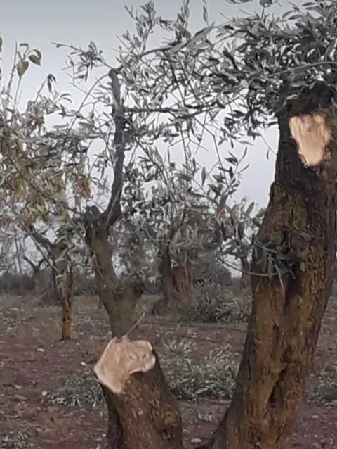 Çeteyan li Efrînê 400 darên zeytûnê birîn