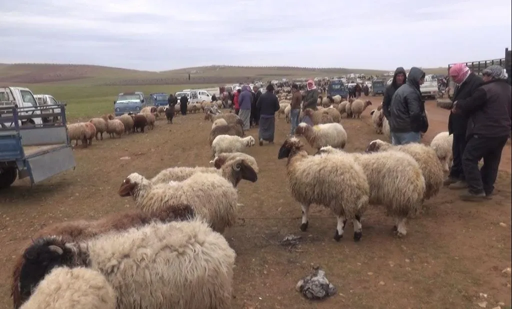 Li Kobanê sedemê bihabûna goşt