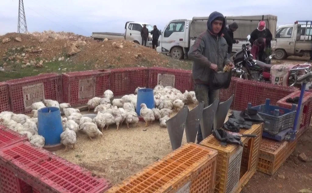 Li Kobanê sedemê bihabûna goşt