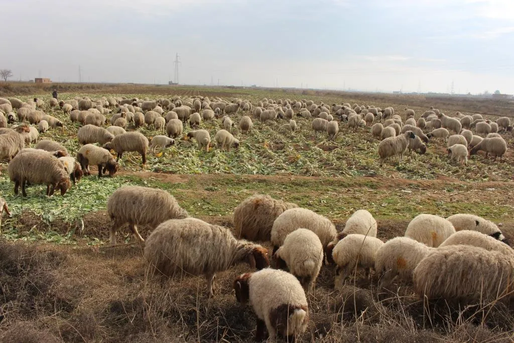 Li Reqayê plan û projeyên sewalkariyê  