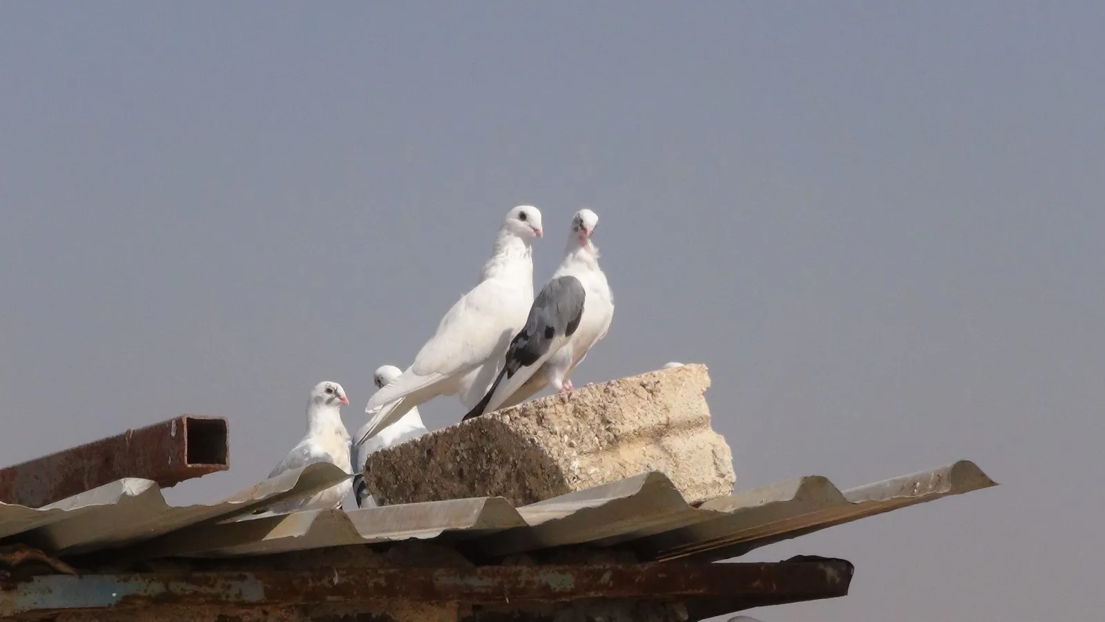 Hesinkarê berxwedêr alîkariya koçberên ji Efrînê dike