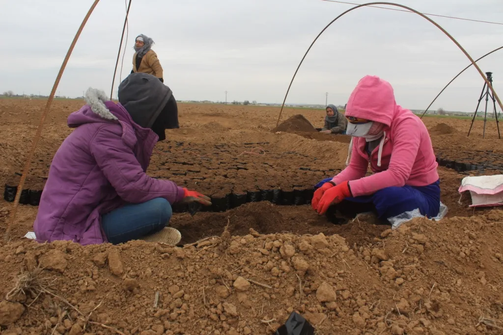 Li Kobanê çandina şitlên ji bo havînê