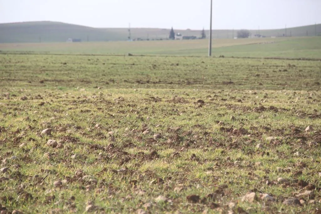 Li Kobanê mazot dibe sedema sereke ya paşdemayîna rewşa çandiniyê