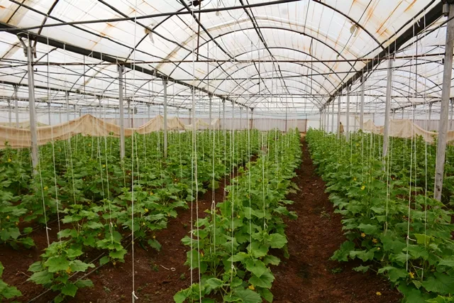 Projeya bi çavdêriya jinan beşek ji pêwistiyên herêmê dabîn dike