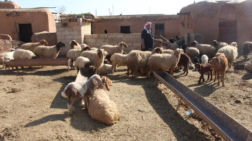 Di nav êrişan de berxwedana şivanekî