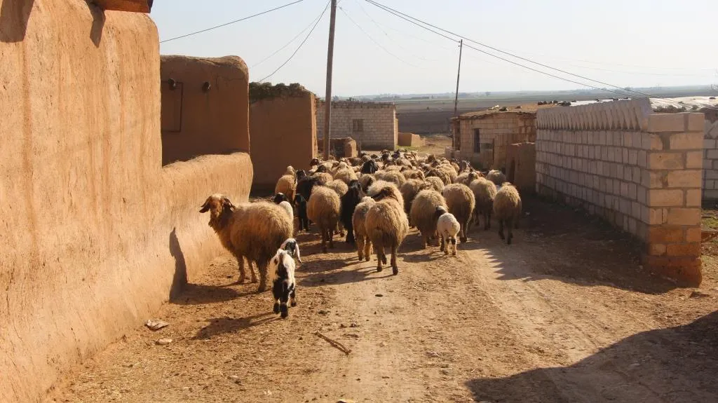 Di nav êrişan de berxwedana şivanekî
