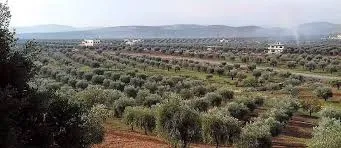 ​​​​​​​Dagirker li Efrînê kolandina şûnwaran didomînin