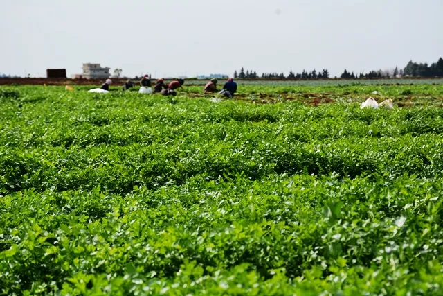 Li Tirbespiyê çandiniya sebzeyan îsal gelekî bi pêş ketiye û pêdivî bi piştevaniyê heye